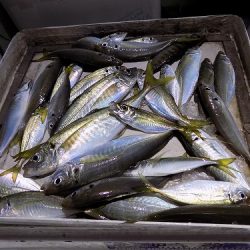 フィッシングボート空風（そらかぜ） 釣果