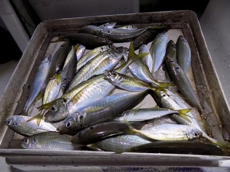 フィッシングボート空風（そらかぜ） 釣果