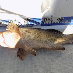 フィッシングボート空風(そらかぜ) 釣果