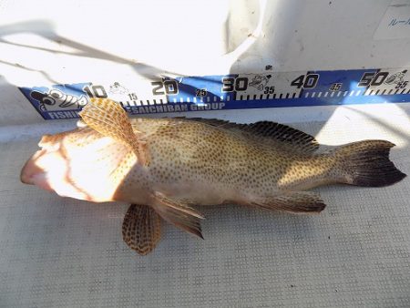 フィッシングボート空風(そらかぜ) 釣果