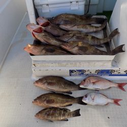 フィッシングボート空風(そらかぜ) 釣果