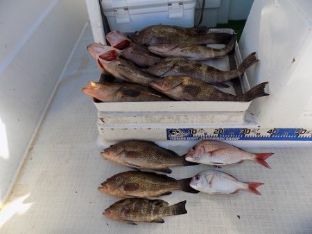 フィッシングボート空風(そらかぜ) 釣果