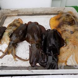 フィッシングボート空風(そらかぜ) 釣果