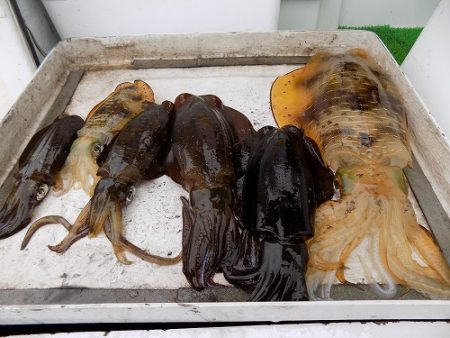 フィッシングボート空風(そらかぜ) 釣果