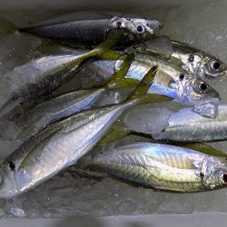 フィッシングボート空風(そらかぜ) 釣果