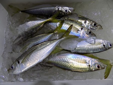 フィッシングボート空風(そらかぜ) 釣果