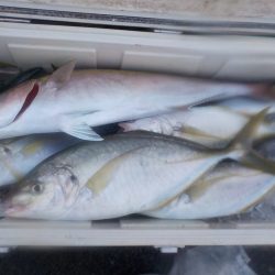 舵丸 釣果