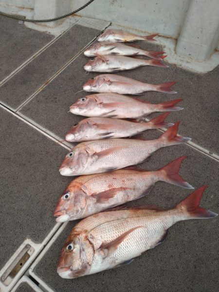 飛燕さくら丸 釣果
