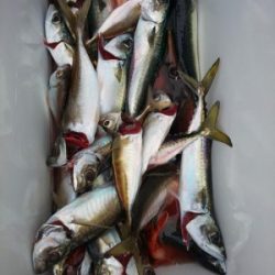 フィッシング太陽 釣果