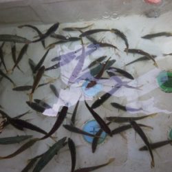 フィッシング太陽 釣果