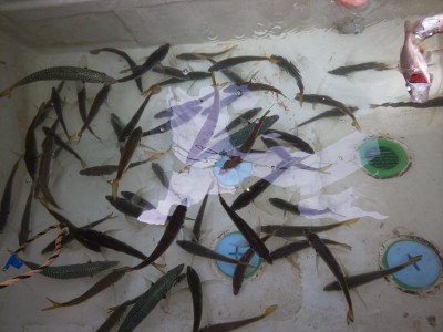 フィッシング太陽 釣果