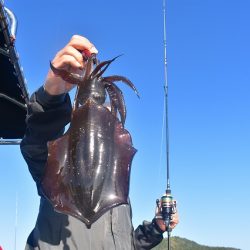 Fisherman Dreams DI 釣果