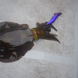 Fisherman Dreams DI 釣果