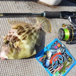 Fisherman Dreams DI 釣果