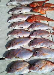 釣り舟 海竜 釣果