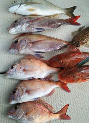 釣り舟 海竜 釣果