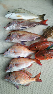 釣り舟　海竜 釣果