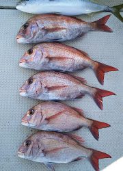 釣り舟 海竜 釣果