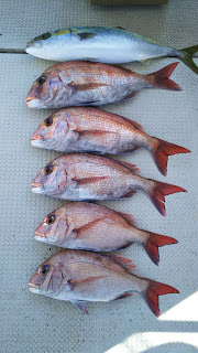 釣り舟　海竜 釣果