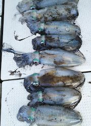 釣り舟 海竜 釣果