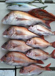 釣り舟 海竜 釣果