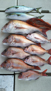 釣り舟　海竜 釣果