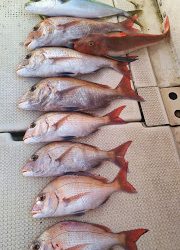 釣り舟 海竜 釣果