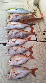 釣り舟　海竜 釣果