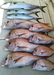 釣り舟 海竜 釣果