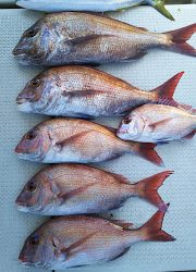 釣り舟 海竜 釣果