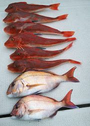 釣り舟 海竜 釣果