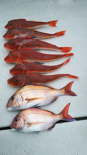 釣り舟　海竜 釣果