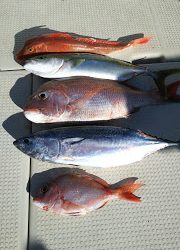 釣り舟 海竜 釣果