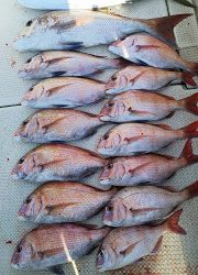 釣り舟 海竜 釣果