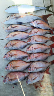 釣り舟　海竜 釣果