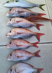 釣り舟 海竜 釣果