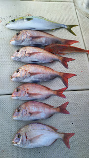 釣り舟　海竜 釣果