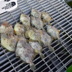 Fisherman Dreams DI 釣果