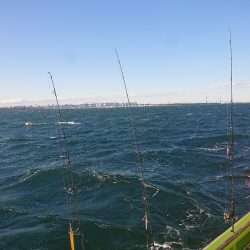 深川 吉野屋 釣果