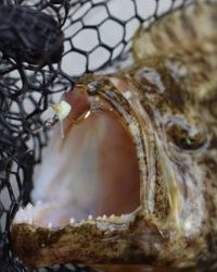 Fisherman Dreams DI 釣果