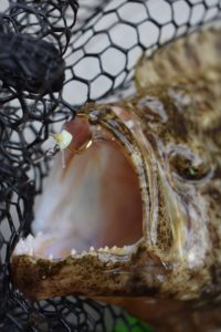 Fisherman Dreams DI 釣果