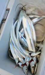 恵比寿丸(兵庫) 釣果