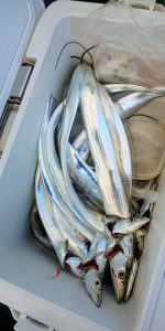 恵比寿丸(兵庫) 釣果