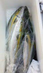 恵比寿丸(兵庫) 釣果