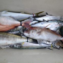 アジアマリンサービス 釣果