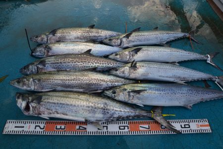 アジアマリンサービス 釣果