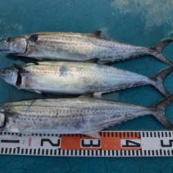 アジアマリンサービス 釣果