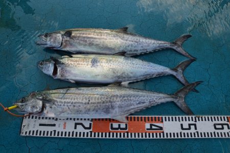 アジアマリンサービス 釣果