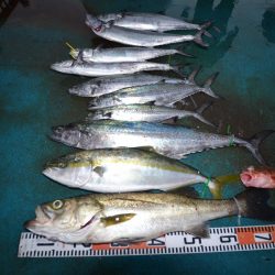 アジアマリンサービス 釣果