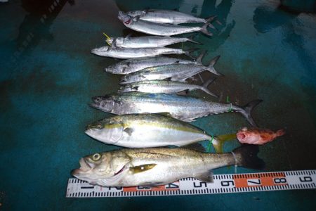 アジアマリンサービス 釣果